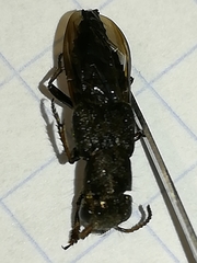 Ontholestes haroldi
