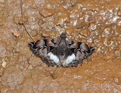 Noctuana lactifera bipuncta