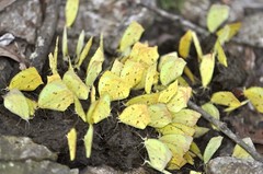 Abaeis salome jamapa