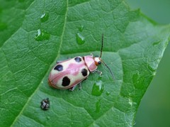 Omophoita recticollis