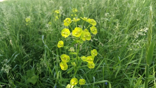 mliečnik obyčajný (Euphorbia esula)
