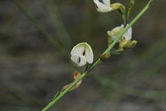 Psoralea karooensis