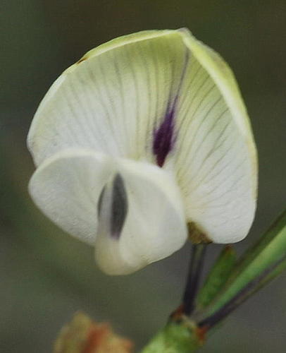 Image of Psoralea karooensis by (c) Charles Stirton, some rights reserved (CC BY-SA)
