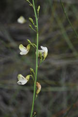 Psoralea karooensis