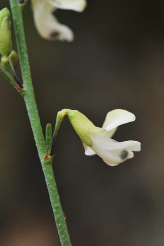 Image of Psoralea karooensis by (c) Charles Stirton, some rights reserved (CC BY-SA)