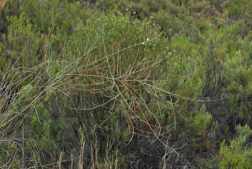 Image of Psoralea karooensis by (c) Charles Stirton, some rights reserved (CC BY-SA)