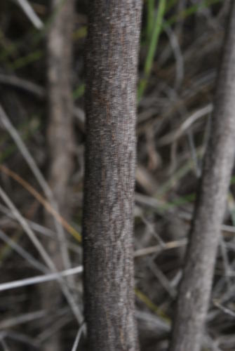 Image of Psoralea karooensis by (c) Charles Stirton, some rights reserved (CC BY-SA)