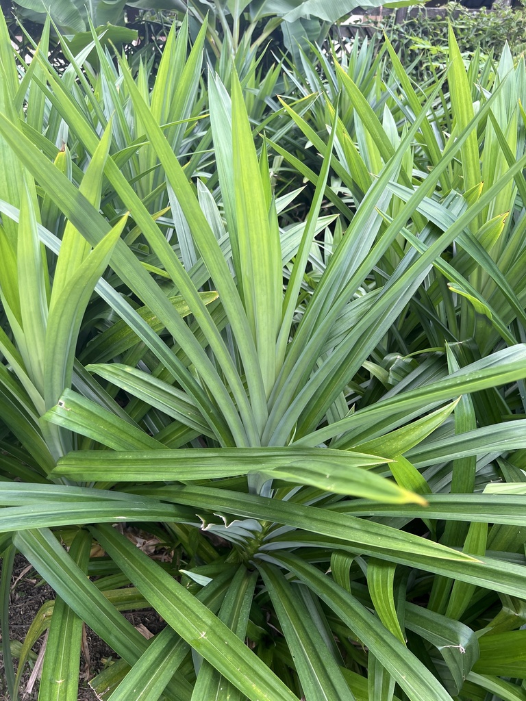 Pandan