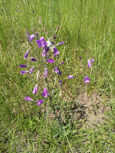 Siberian Bellflower