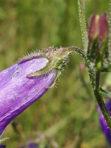 Siberian Bellflower