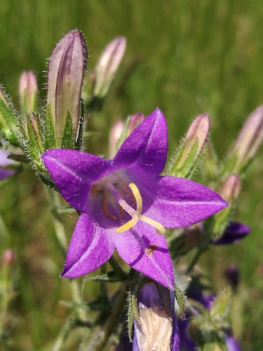 Siberian Bellflower