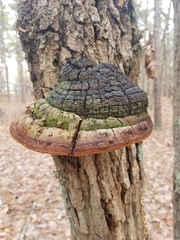 Phellinus everhartii