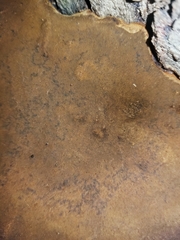 Phellinus everhartii