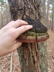 Phellinus everhartii