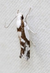 Lichenaula laniata