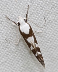 Lichenaula laniata
