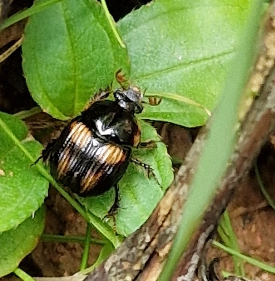 Bolbochromus sinensis