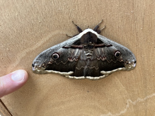 Saturnia pyri
