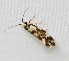 Lactura cristata