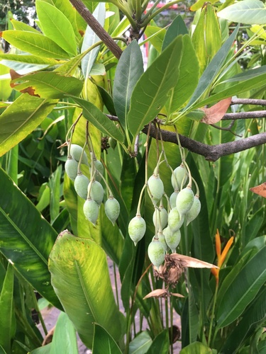 Elaeocarpus grandiflorus observed 2023-05-25
