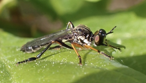 Stripe-legged Robber Fly, Verlengde Paltzerweg, Soest, Utrecht, NL, photo 9 of 10