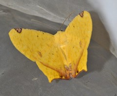 Nepheloleuca illiturata