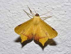 Nepheloleuca illiturata