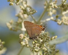 Electrostrymon guzanta