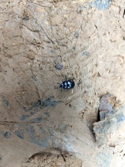 Labidomera suturella