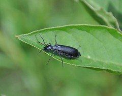 Epicauta curvicornis