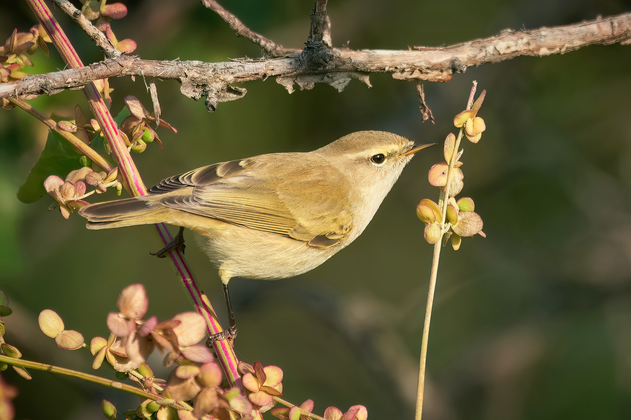 Common Chiffchaff