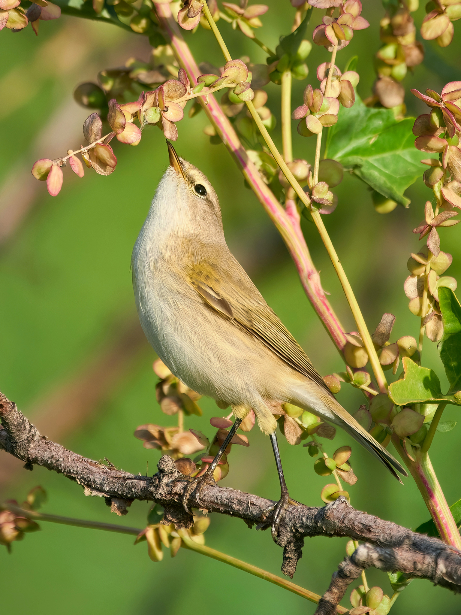 Common Chiffchaff