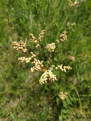 Dropwort