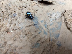 Labidomera suturella