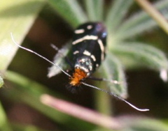 Adela trigrapha