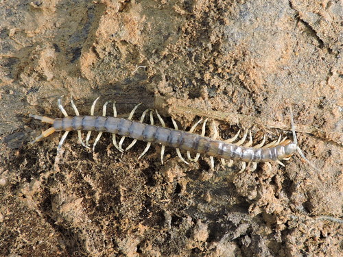 Eastern Bark Centipede photo 3