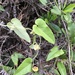 Aristolochia mollis - Photo (c) JODY HSIEH, algunos derechos reservados (CC BY-NC), subido por JODY HSIEH