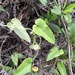 Aristolochia mollis - Photo (c) JODY HSIEH, alguns direitos reservados (CC BY-NC), uploaded by JODY HSIEH