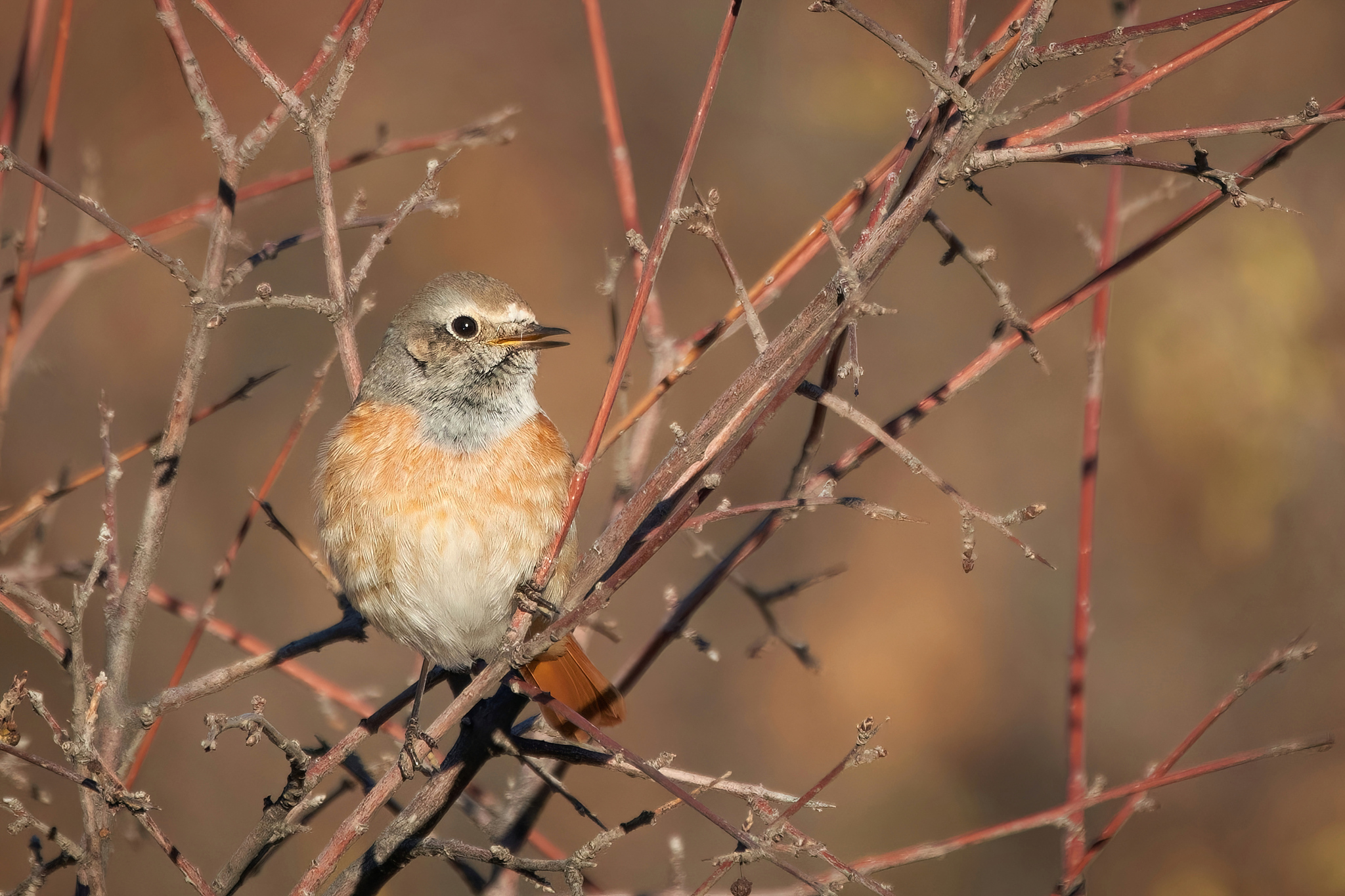 Common Redstart