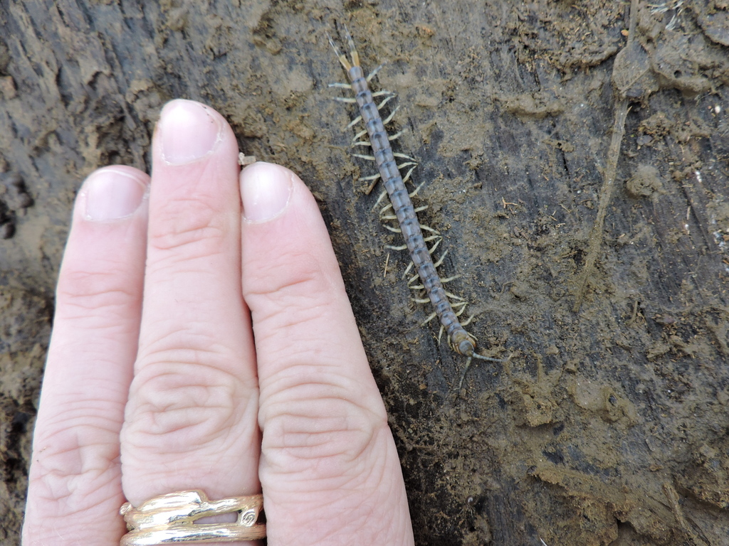 Eastern Bark Centipede
