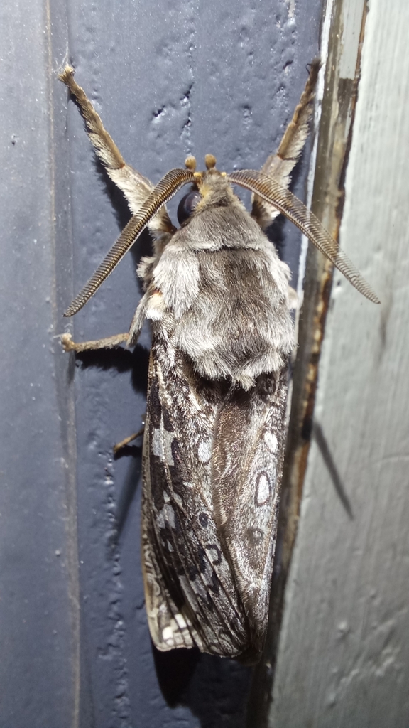 Abantiades macropusinsulariae