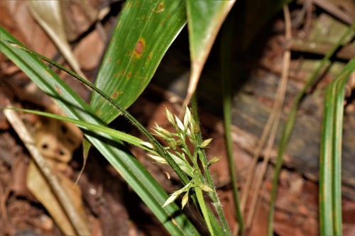 Rhynchospora comata