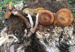 Armillaria nabsnona