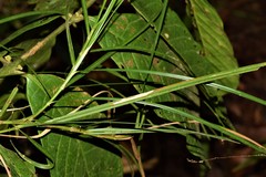 Scleria secans