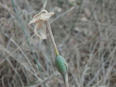 Narcissus deficiens