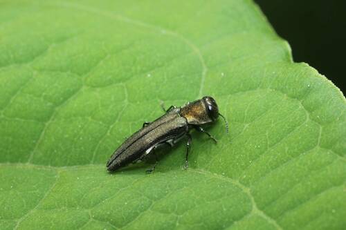 Agrilus asiaticus