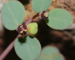 Euphorbia simulans