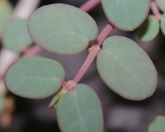 Euphorbia simulans