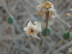 Narcissus deficiens