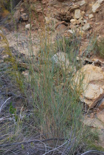 Image of Psoralea karooensis by (c) Charles Stirton, some rights reserved (CC BY-SA)